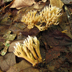 Lentaria micheneri